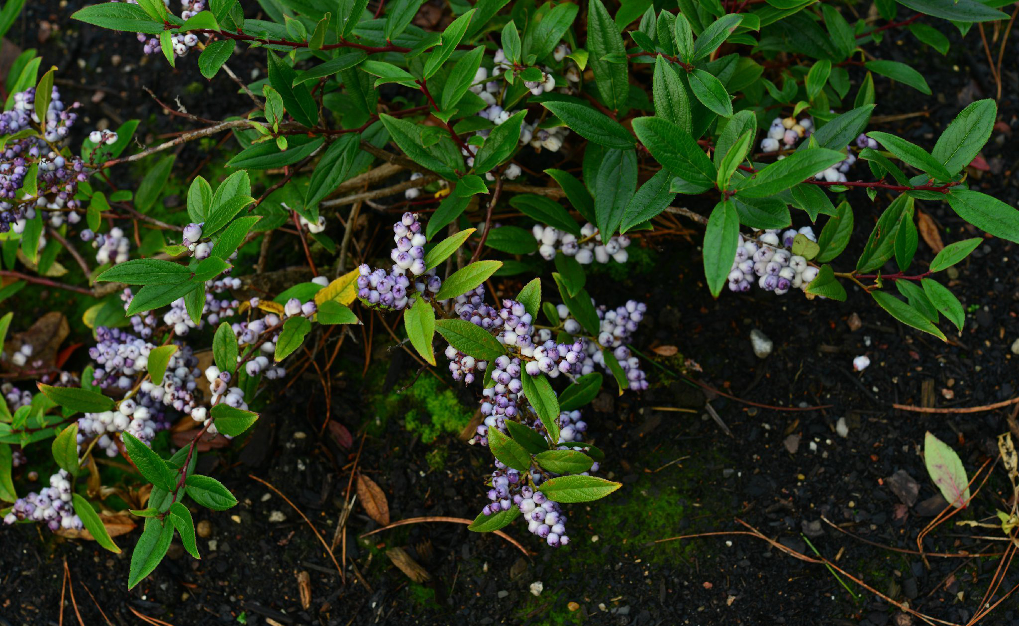 五雄白珠 gaultheria semi-infera,杜鹃花科白珠树属.