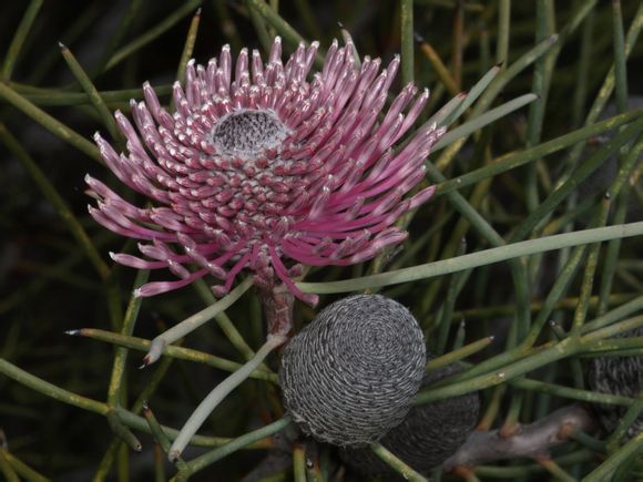 isopogon divergens ,山龙眼科鼓槌木属.