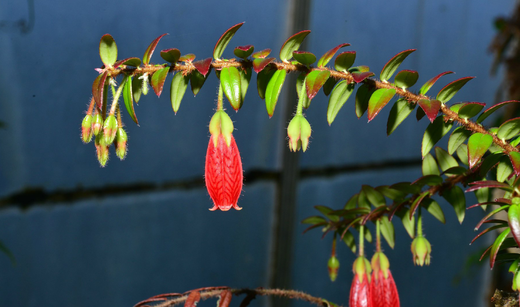 拟树萝卜 agapetes scortechinii,杜鹃花科树萝卜属.