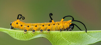 收集   点赞  评论  papilio troilus 银月豹凤蝶,spibebush