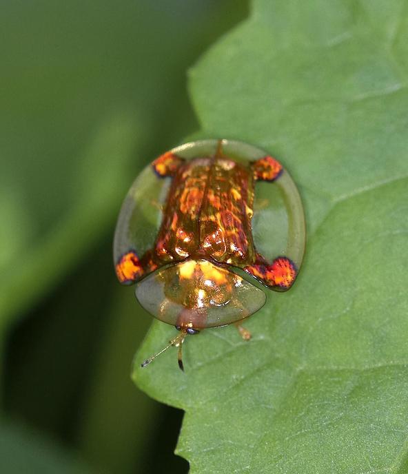 金梳龟甲 aspidomorpha sanctaecrucis ,一种像糖的甲虫.