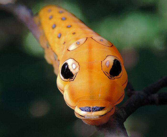 papilio troilus 银月豹凤蝶,spicebush swallowtail.幼虫.