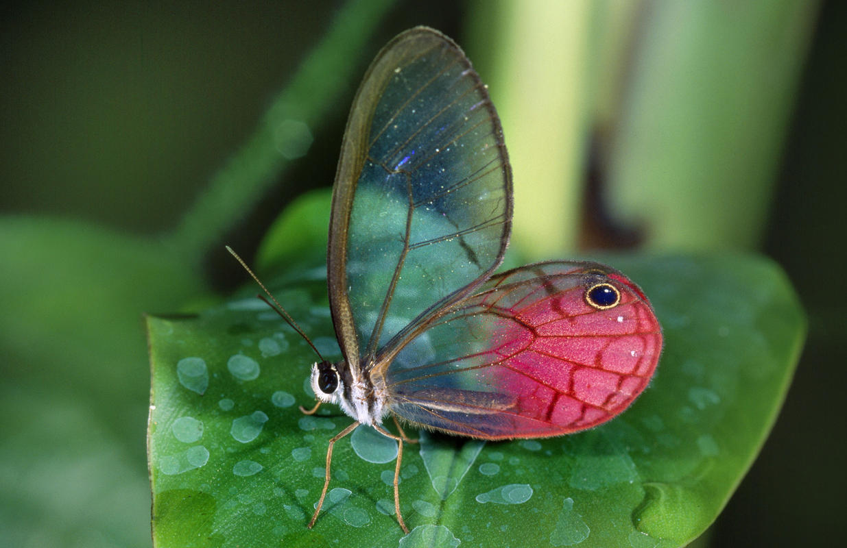 玫瑰水晶眼蝶cithaerias Aurorina 透翅 堆糖 美图壁纸兴趣社区