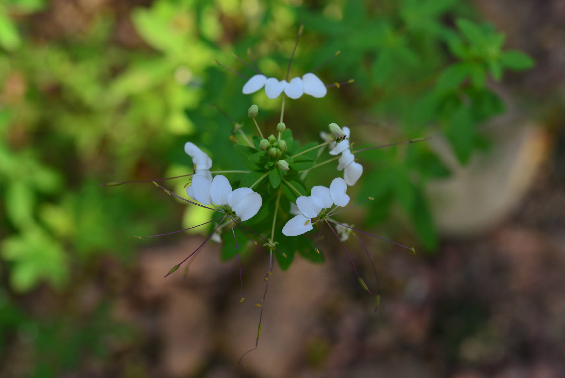 智利白花菜 cleome chilensis,白花菜科白花菜属.