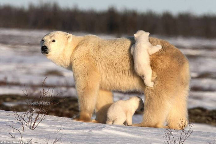 熊妈妈和熊宝宝