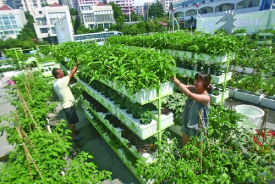 屋顶种菜,立体种植