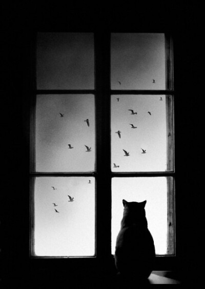 窗外成群的鸟们,理解一只猫星人的孤单吗?