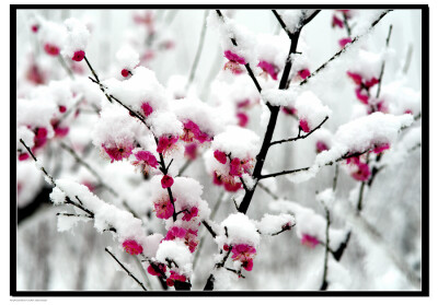 梅花在雪中盛开.