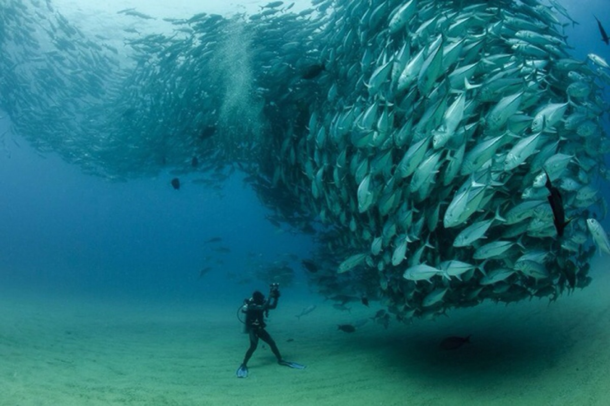 群鱼风暴(swirling tornado of fish by octavio aburto 美国知名