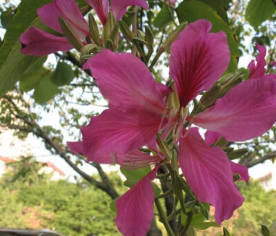清华大学的校花是紫荆花和丁香花(但通常仅指紫荆花).