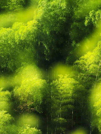 竹林,这样的绿色可好