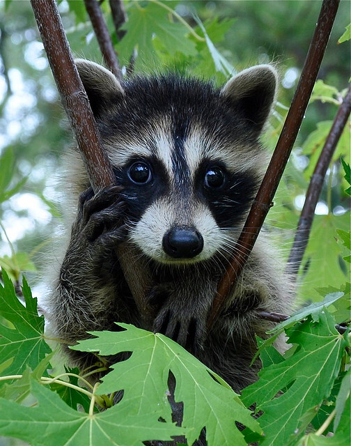 小浣熊