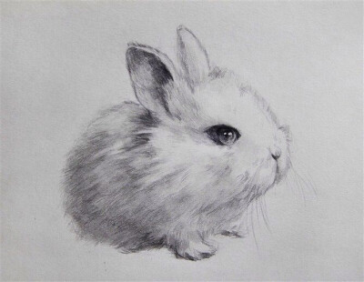 素描《兔子》