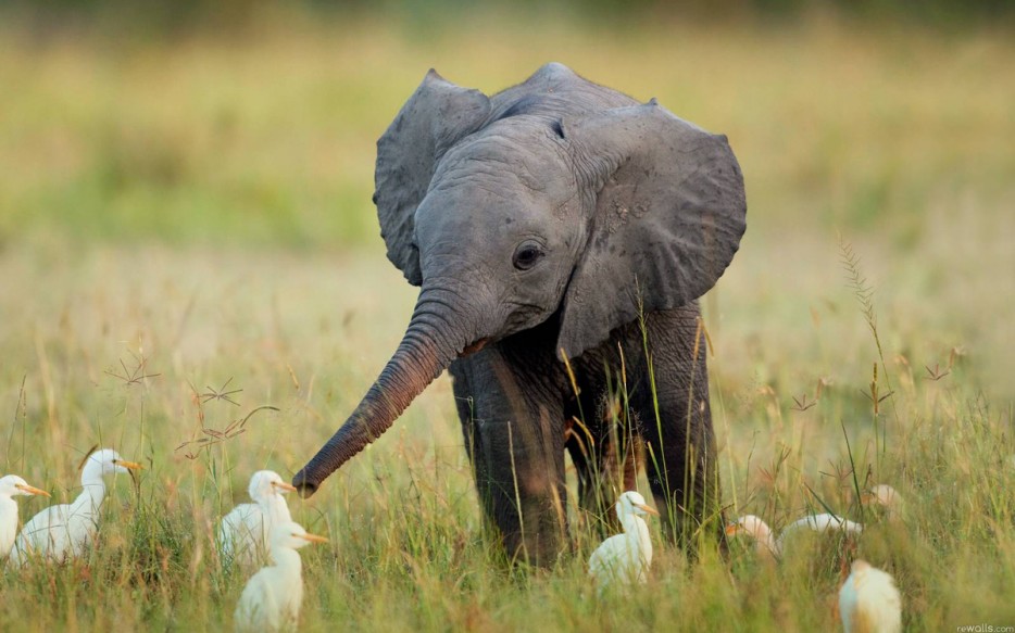自然类摄影——与人类无关的自然痕迹之动物——小象宝宝