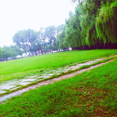 【毛毛雨下的草地】