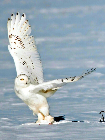因全身几乎为雪白色而得名,是北极苔原地区的留鸟