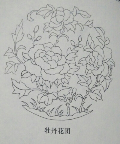 牡丹花团