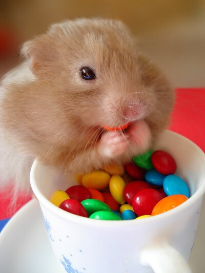 萌宠――老鼠,偷吃.老鼠,偷吃糖豆豆.