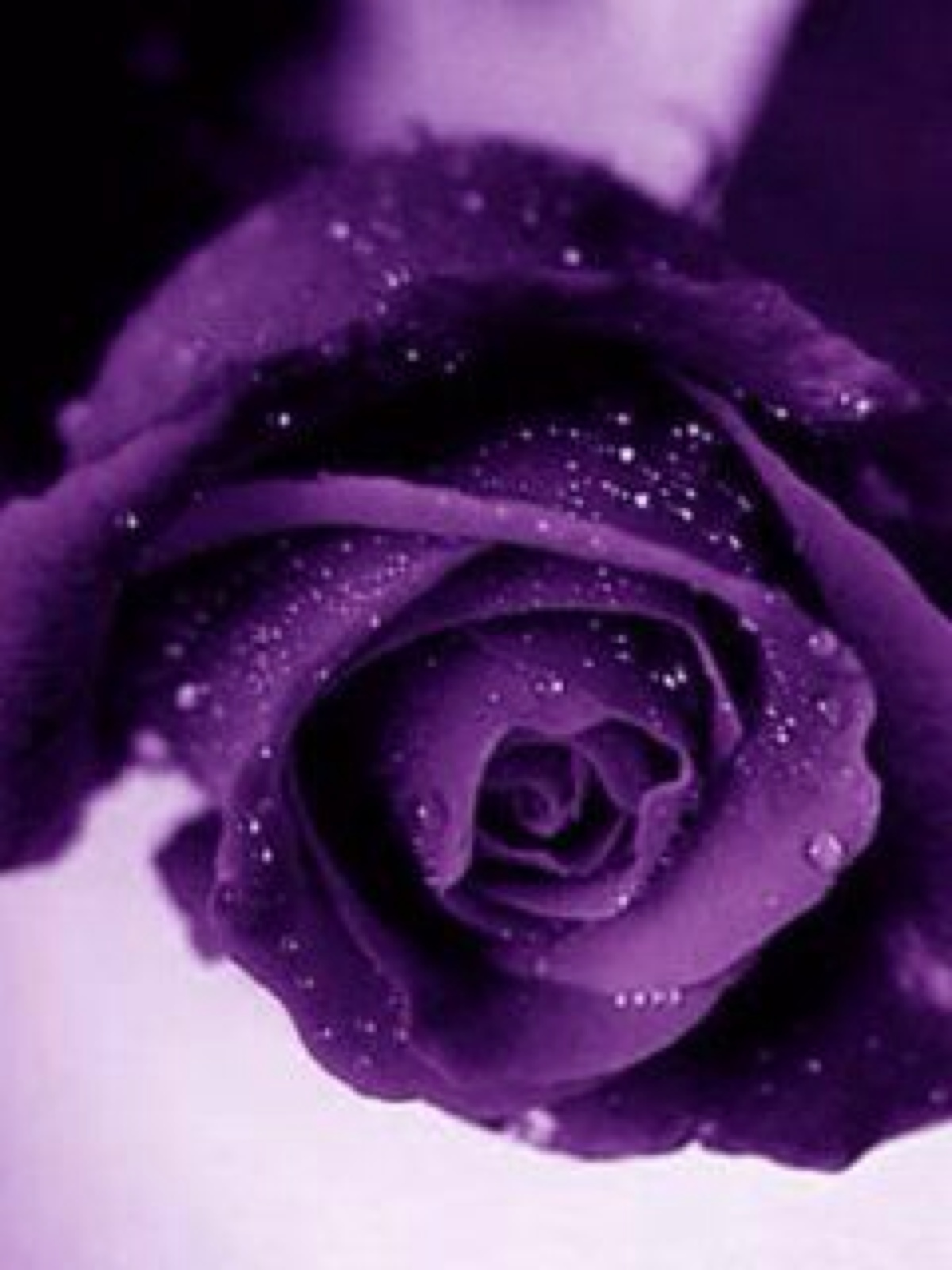 紫玫瑰 珍惜的爱 堆糖 美图壁纸兴趣社区