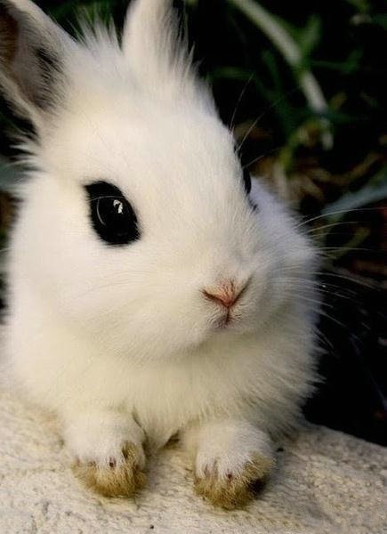 萌宠――兔子,我可爱的兔子