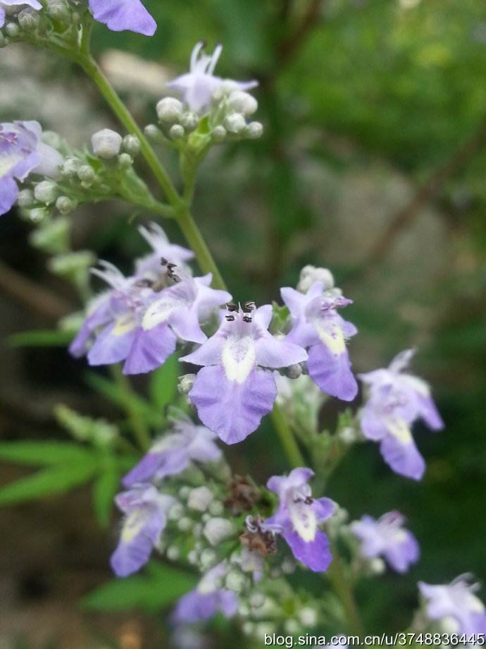 emi 2015年2月4日 22:18 关注 植物 摄影 花 评论 收藏