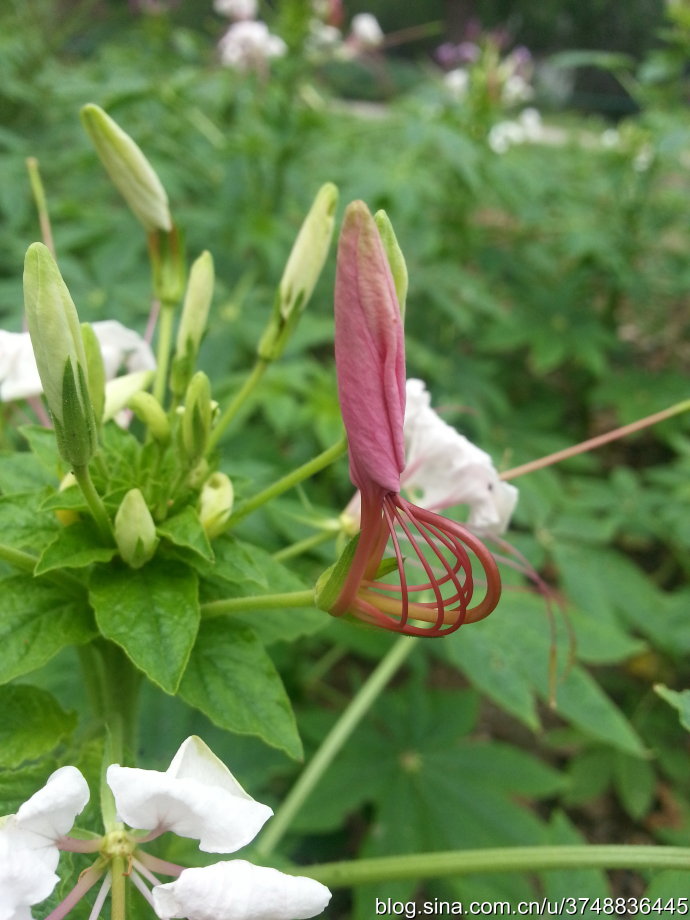 醉蝶花 白花菜科 夏日邂逅 奇特的花型 堆糖 美图壁纸兴趣社区