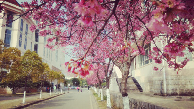 樱花,云南大学滇池学院