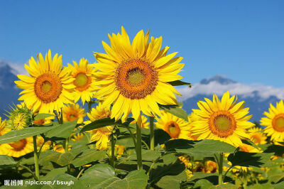 向日葵sunflower葵花规律自然定律向日葵花摄影图