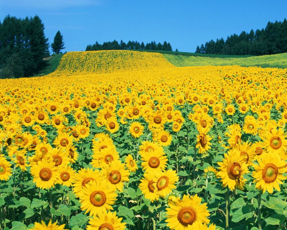 向日葵sunflower葵花规律自然定律向日葵花摄影图