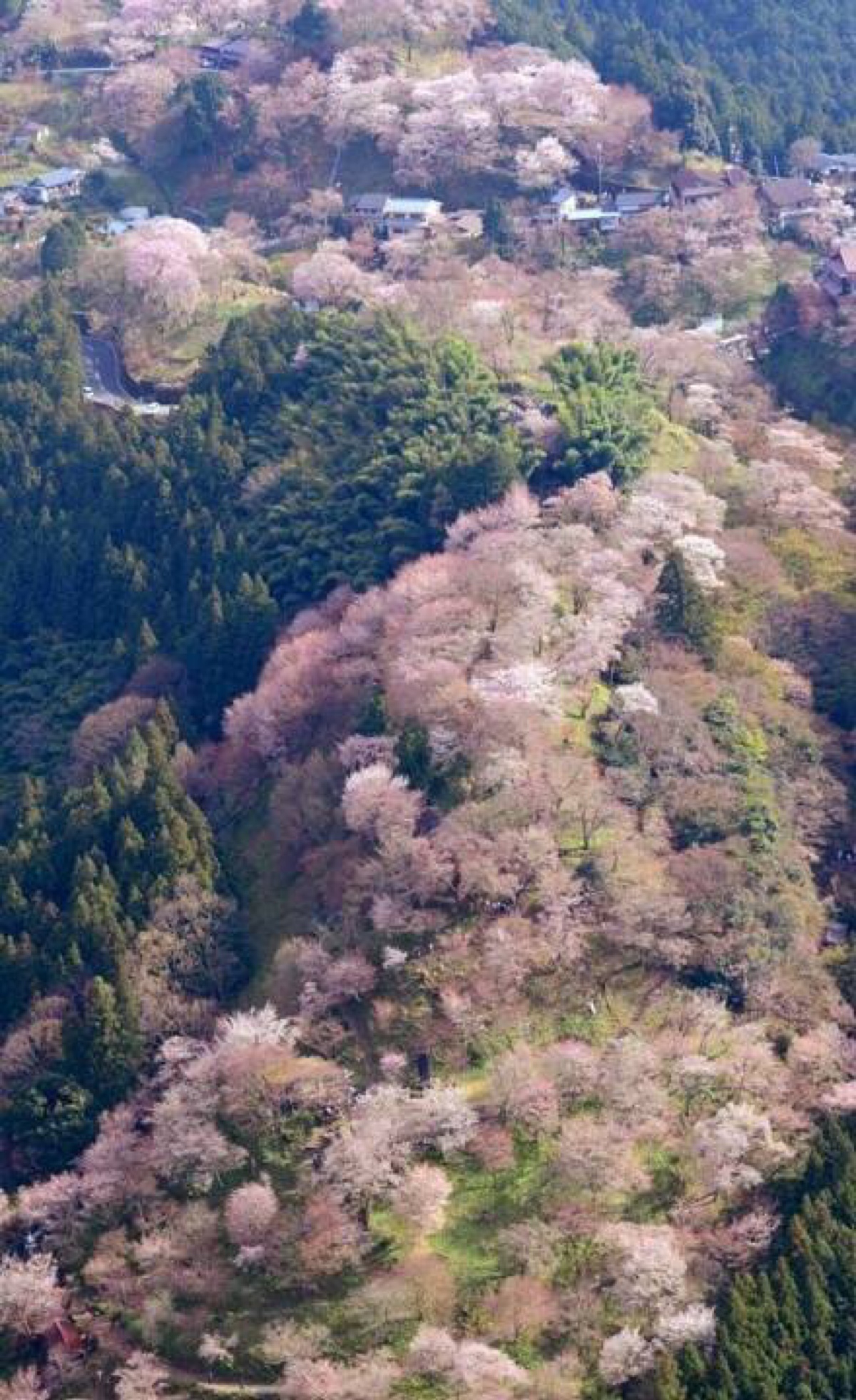 日本奈良县吉野山的烂漫樱花