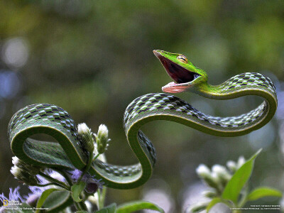 讲真,蛇真的很可爱.