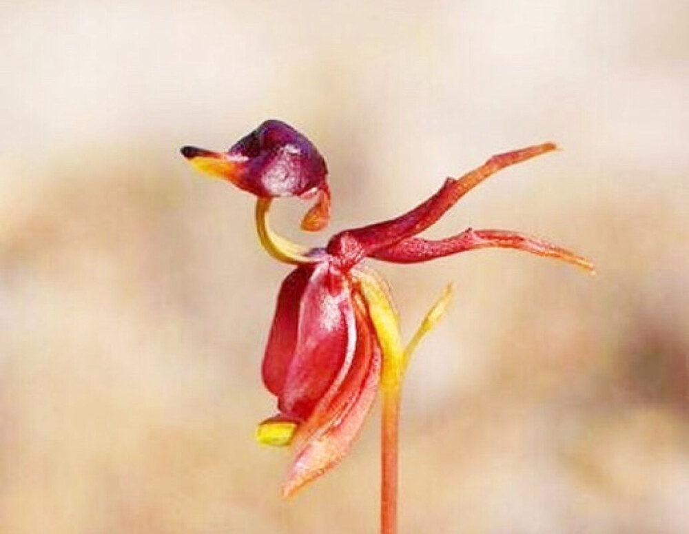 非常生动,故有飞鸭兰(flying duck orchid)之称