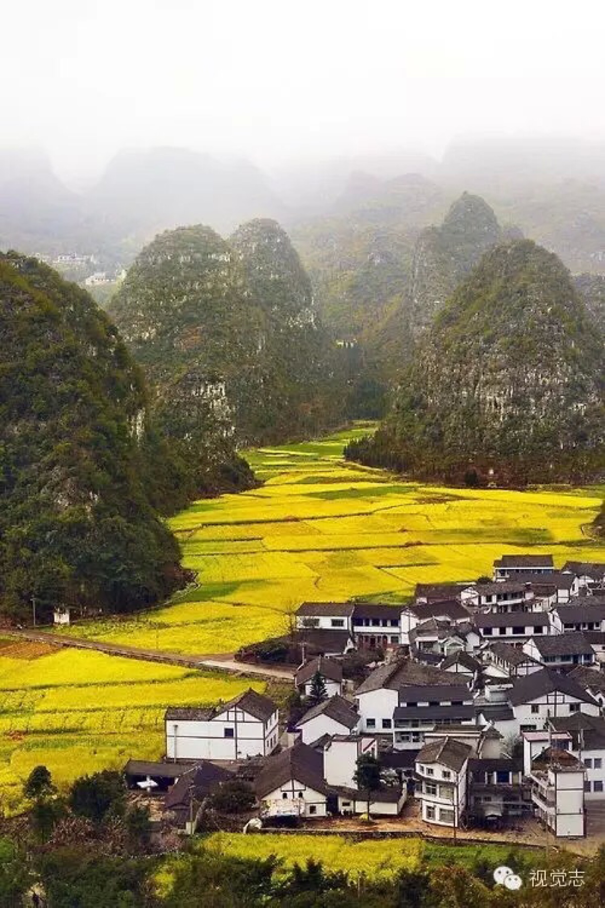 云南花开成海,连片的近八十万亩油菜花在罗平坝子竞相怒放,流金溢彩