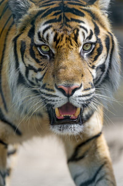 美丽的眼睛!看见食物的老虎!( ﹏ )