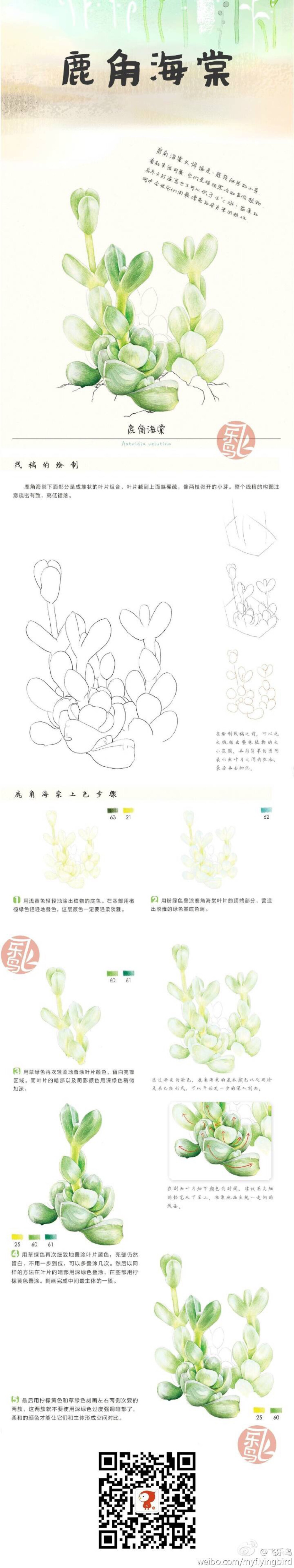 鹿角海棠 飞乐鸟 彩铅手绘 手帐素材 手绘教程