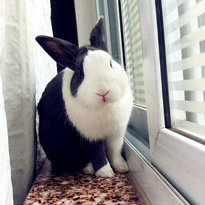 胖兔子
