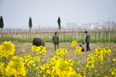 画春天油菜花