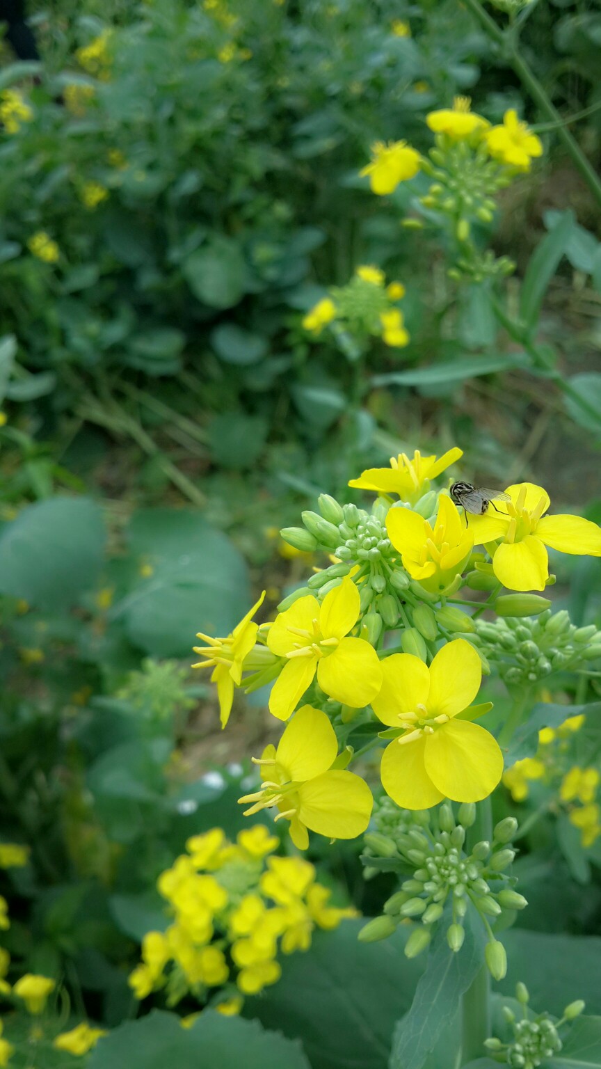 唯美油菜花.