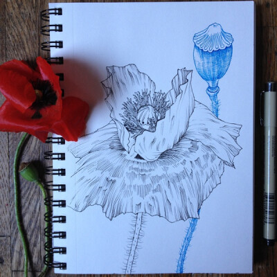 pugh在tumblr上的素描作品,包括了不同类型的花的描绘,逼真,细致
