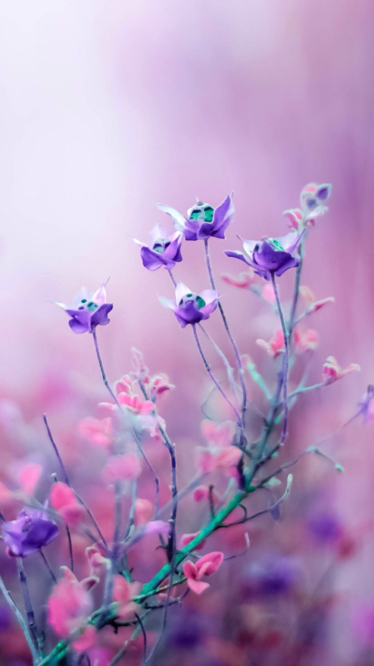 紫色的花朵郁金香-夏季植物壁纸预览 | 10wallpaper.com