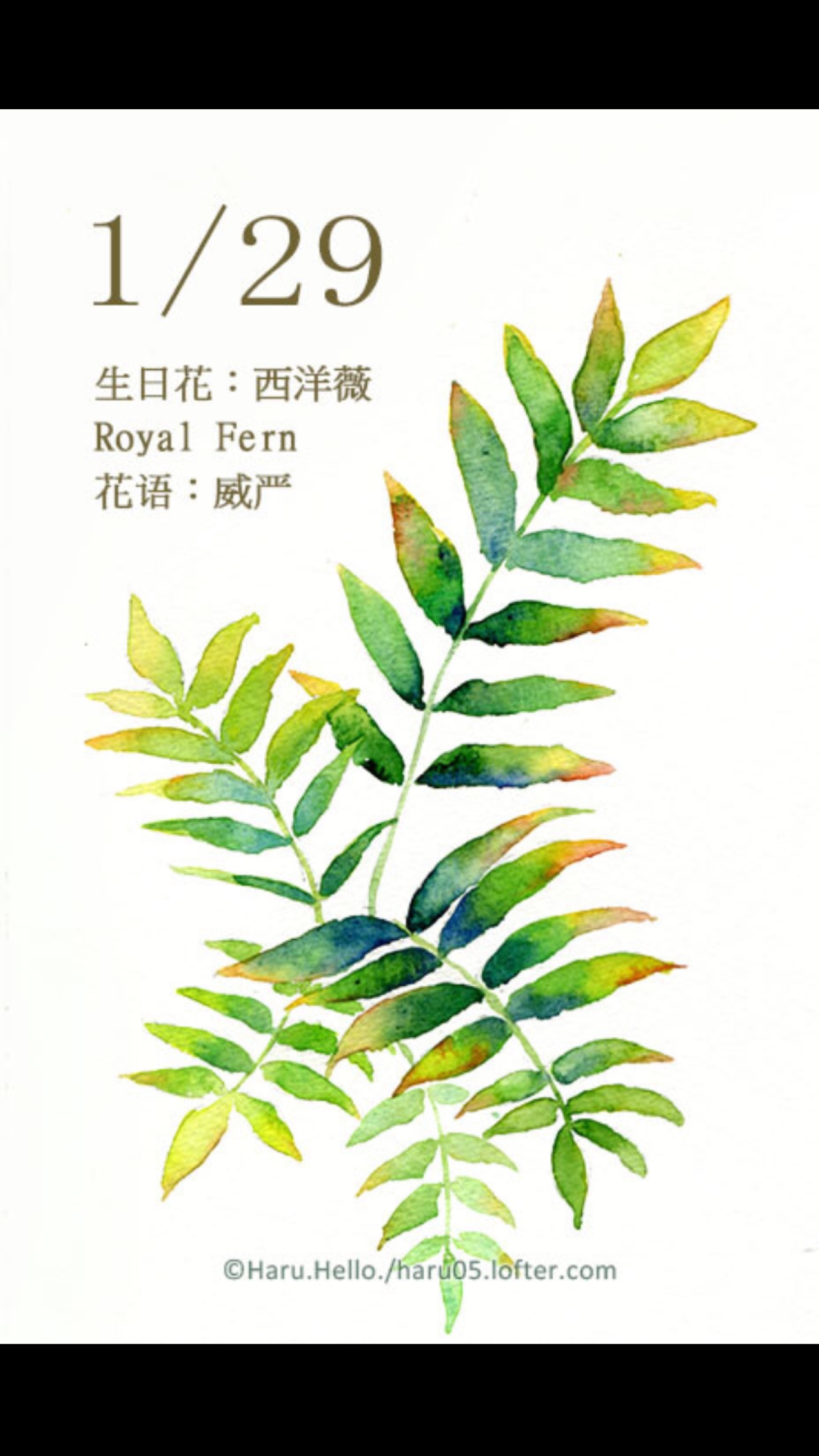 水彩 生日花