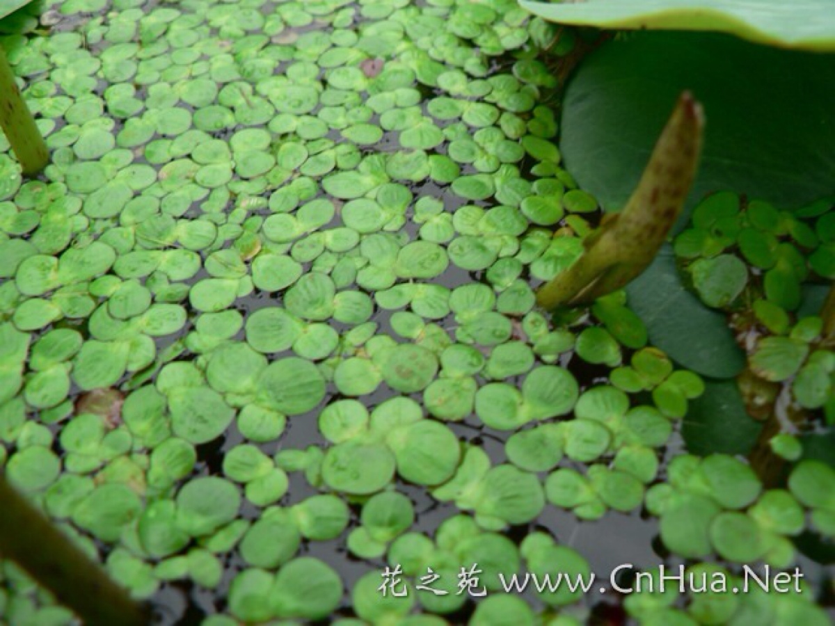 浮萍,水面浮生植物.