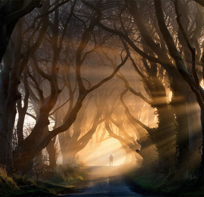 【爱尔兰黑暗树篱】世界著名摄影师jim zuckerman 写道:"这是在北