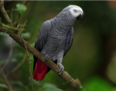 非洲灰鹦鹉(学名:psittacus erithacus)属于大型鹦鹉,是典型的攀禽,对