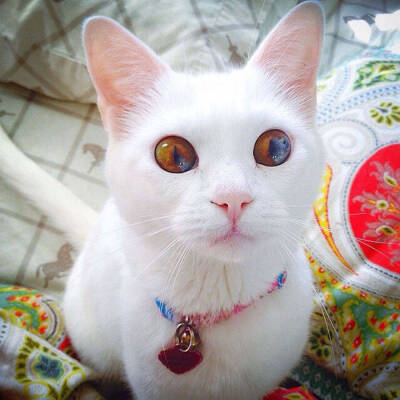 猫 鸳鸯眼 白猫