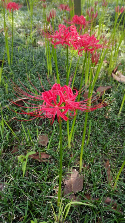 曼珠沙华,彼岸花,只见花,不见叶