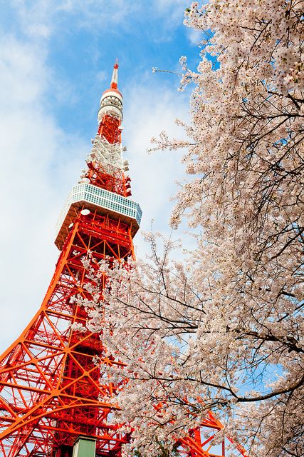 日本东京市色彩斑斓的樱花丨 樱花在日本文化中寓意深厚:100日元的