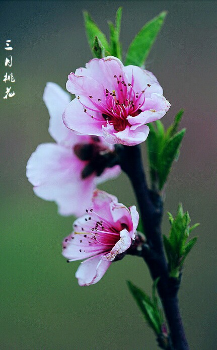 【叁月花开】桃花—花语:爱情的俘虏 堆糖,美图壁纸兴趣社区