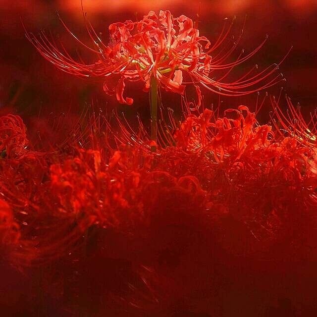 曼珠沙华(彼岸花),生于弱水彼岸,绚烂绯红;又称死亡之花,花香的魔力