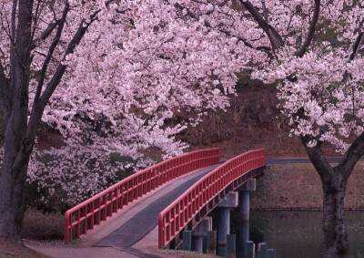 浪漫樱花电影